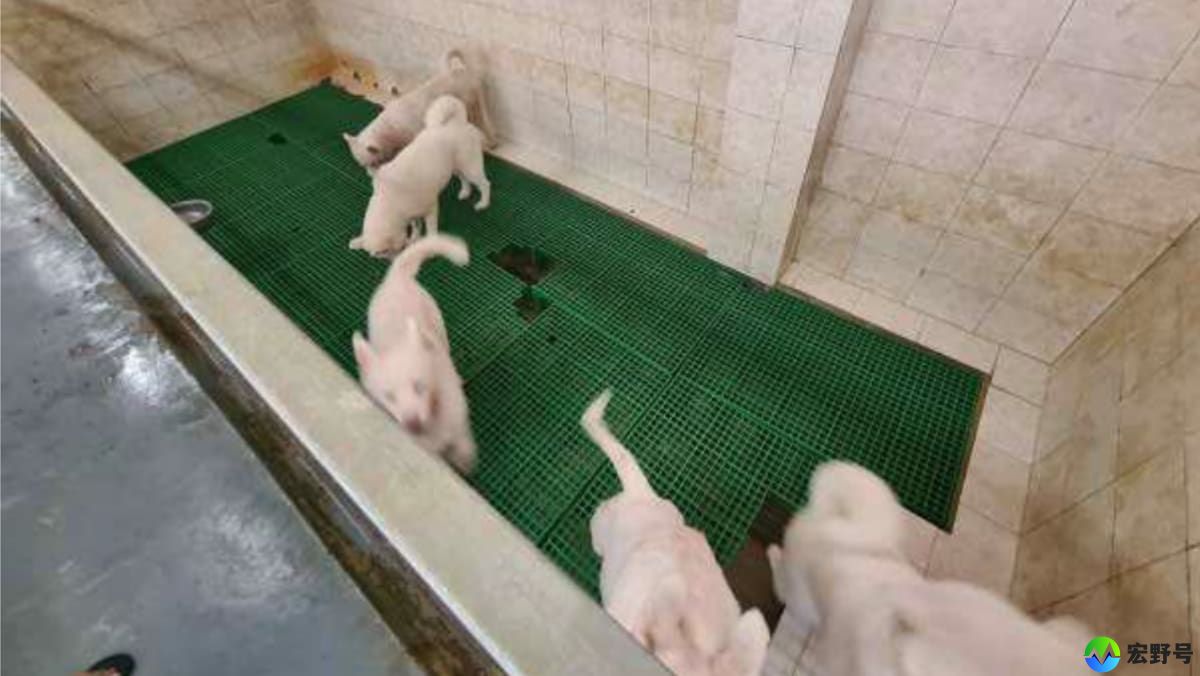 位于双溪登加的犬只繁殖场因多项违规行为被罚款4000新元