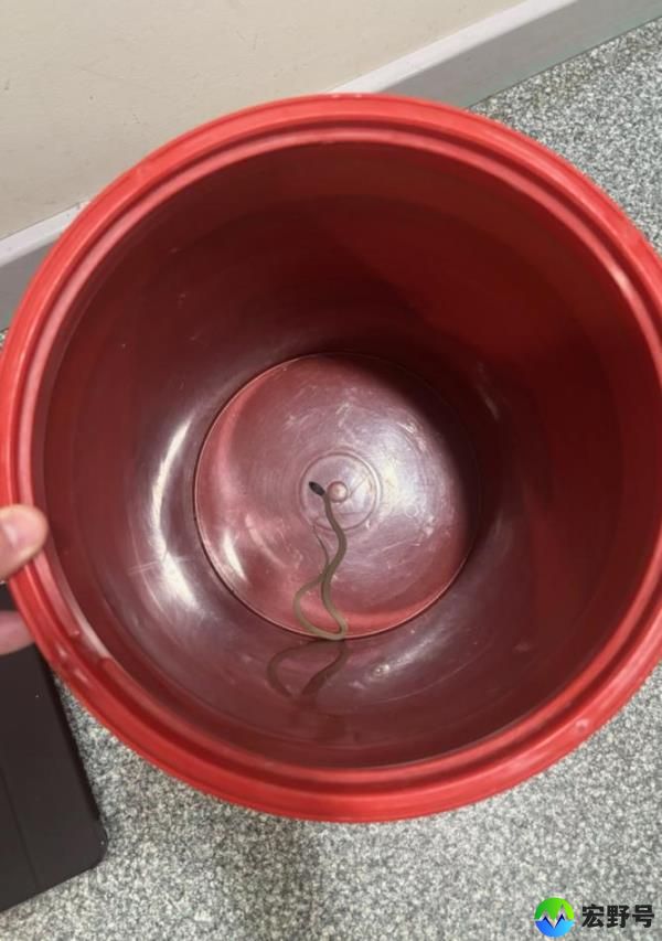 Though small, this tiny dugite which found itself in the Australind Police station can deliver a deadly bite.
