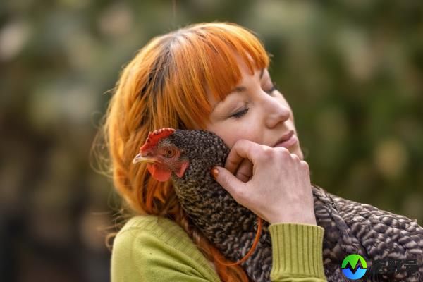 Young 30 year old woman with her emotio<em></em>nal support chicken. 