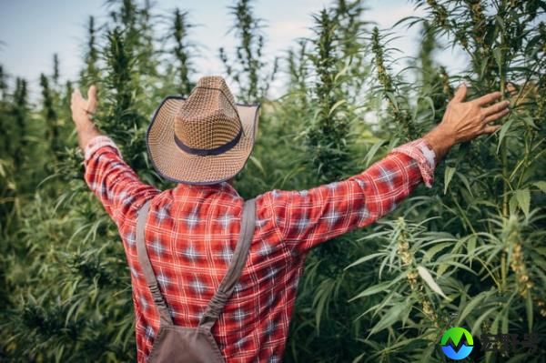 吸食大麻的人会在一个完全不同的层面上与其他人交流