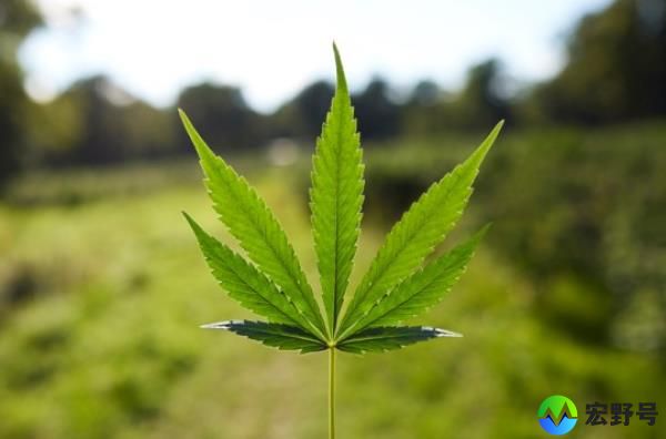 The study found people who used marijuana were more empathetic