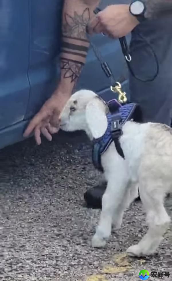 goat 