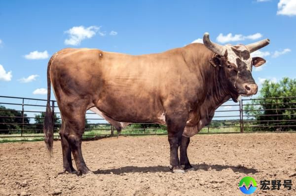 Bushwacker, a 7 year old World Champion Rodeo Bucking Bull, lives and trains on a ranch in Dublin, TX on June 18, 2013. 