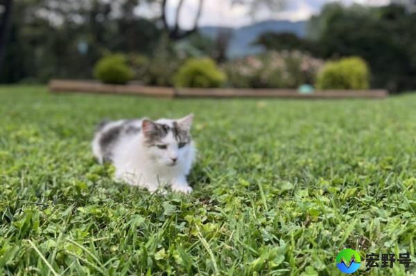 The Airbnb had help fund the sanctuary by 70 percent. 