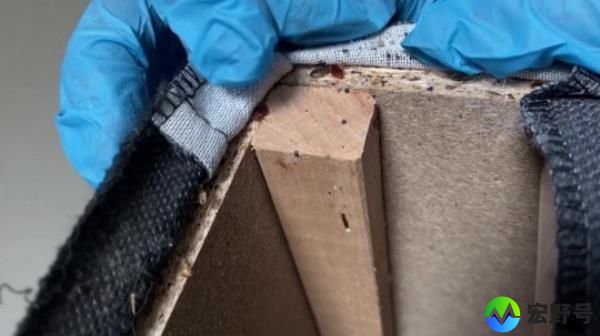 France is so infested with bed bugs that