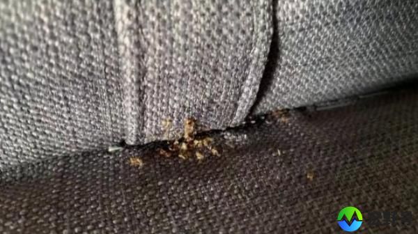 France is so infested with bed bugs that