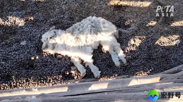 Baby goats were found dead over lack of care during the harsh Mo<em></em>ngolian winters, wher<em></em>e temperatures dip well into the negatives.