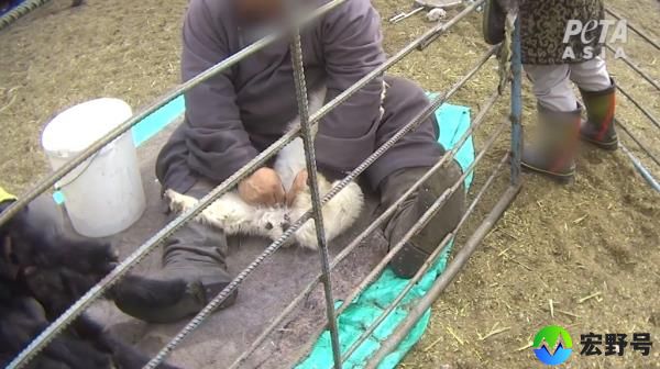 Baby goats, called kids, had their testicles ripped out by staffers