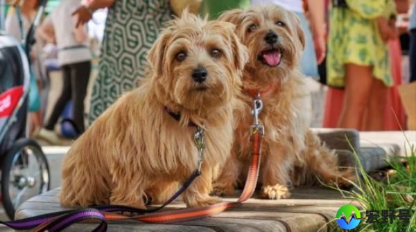 Two dogs on leads