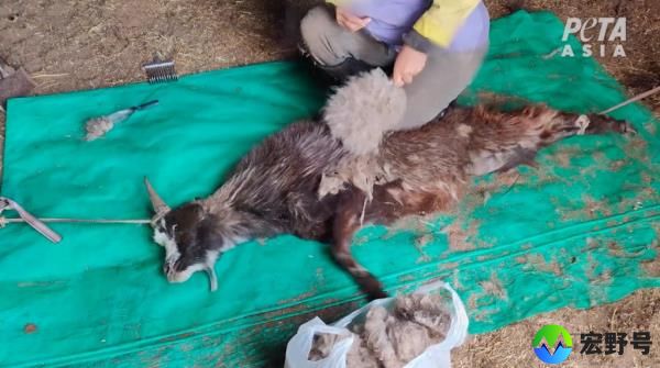 Animal-rights group PETA went undercover at Khanbogd Cashmere