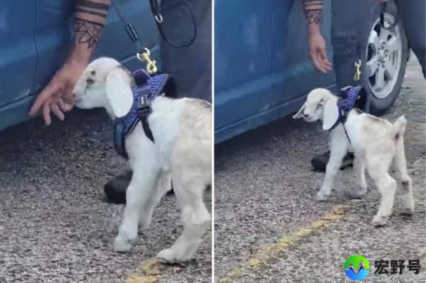 cop and goat