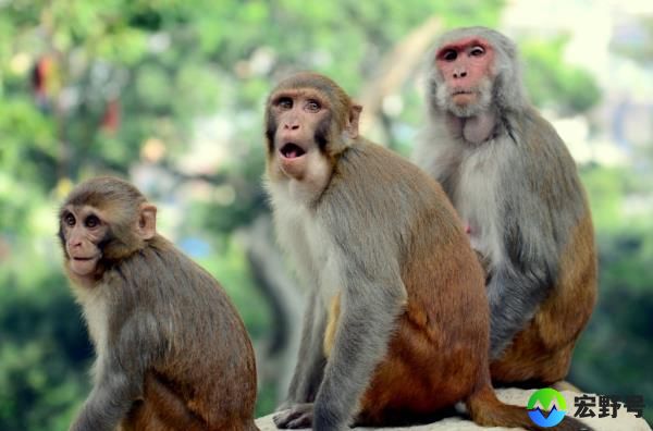 monkeys