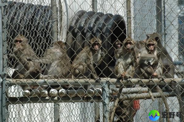 monkeys