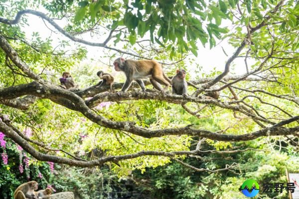 monkeys