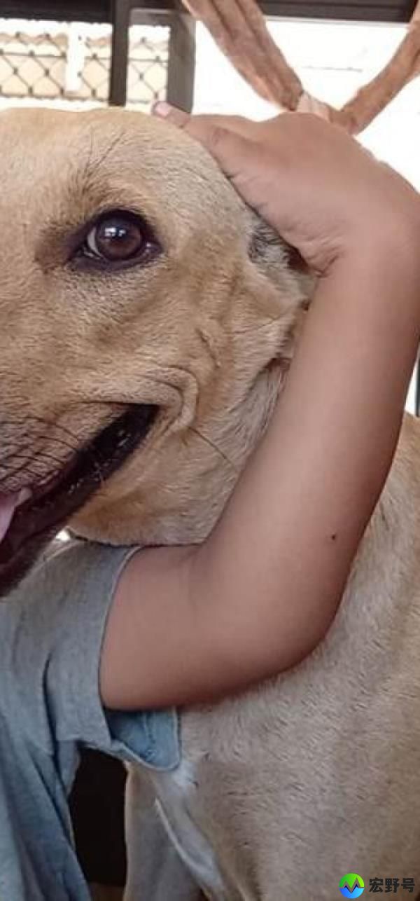 Kiki (pictured) was one of Britton’s victims