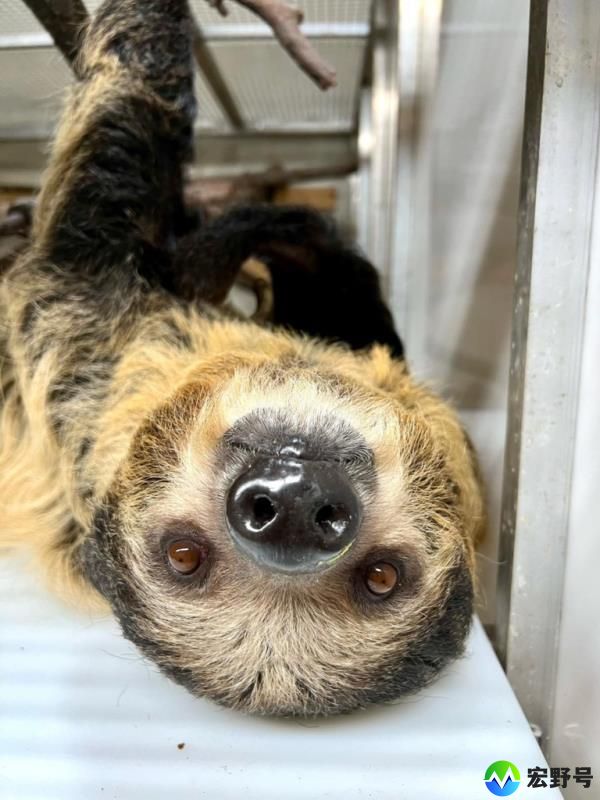 baby sloth