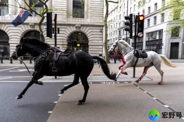 三匹军马在伦敦疯狂奔跑，参加英国皇家阅兵